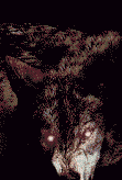 wolfix2.gif (6873 bytes)